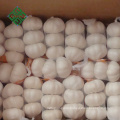 wholesale Chinese fresh pure white garlic